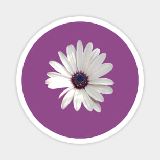 White Daisy Osteospermum Flower Photograph Magnet